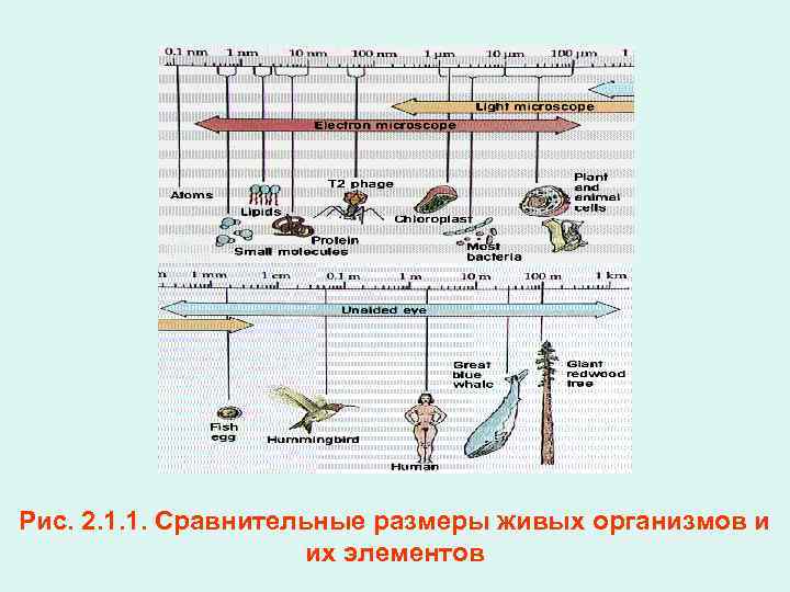 Рис. 2. 1. 1. Сравнительные размеры живых организмов и их элементов 