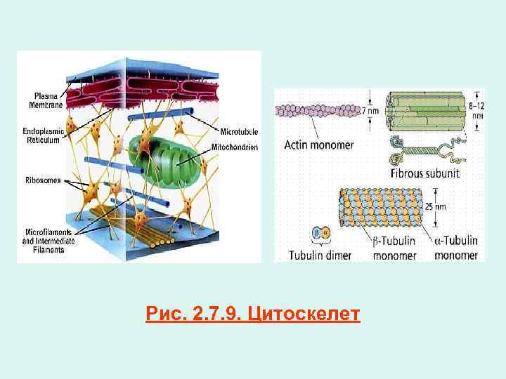 Рис. 2. 7. 9. Цитоскелет 