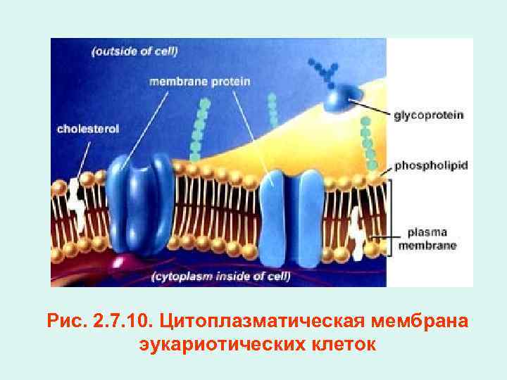 Рис. 2. 7. 10. Цитоплазматическая мембрана эукариотических клеток 