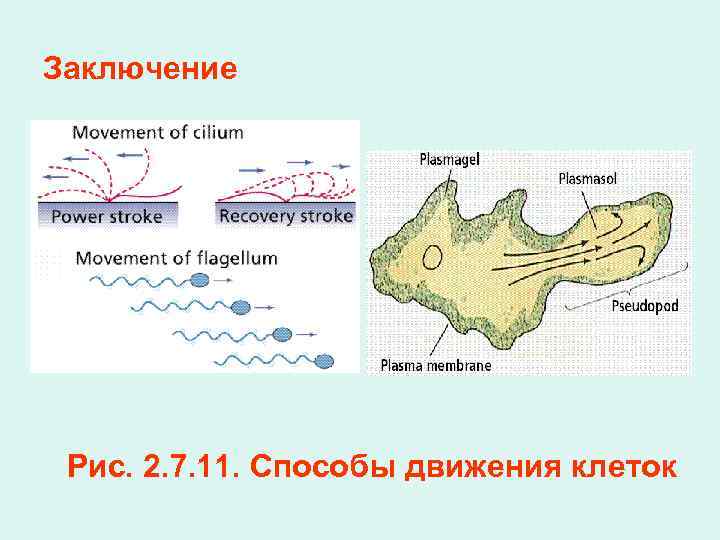 Заключение Рис. 2. 7. 11. Способы движения клеток 