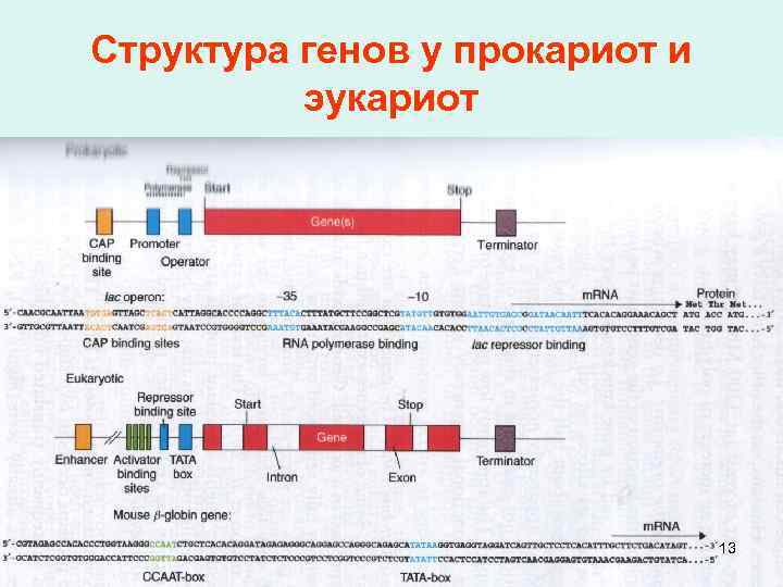 Структура генов у прокариот и эукариот 13 