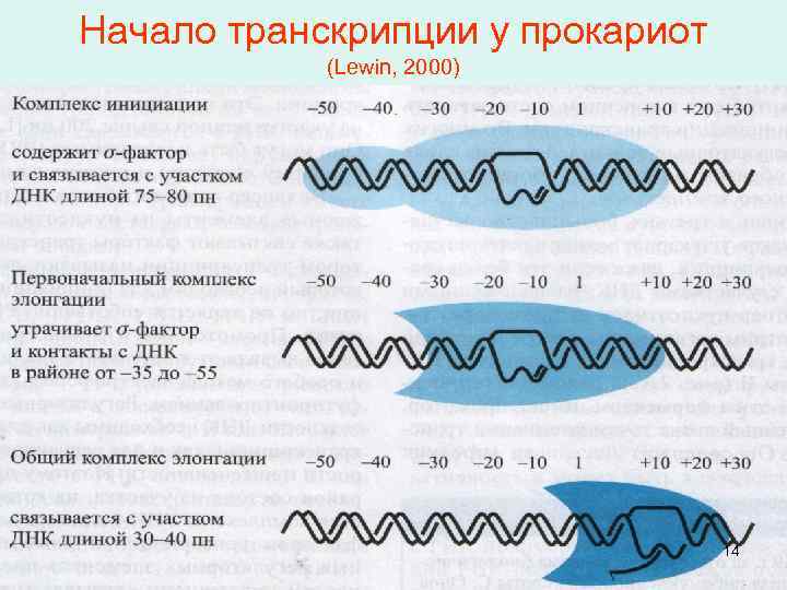 Какой длины днк