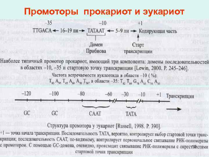 Промоторы прокариот и эукариот 15 