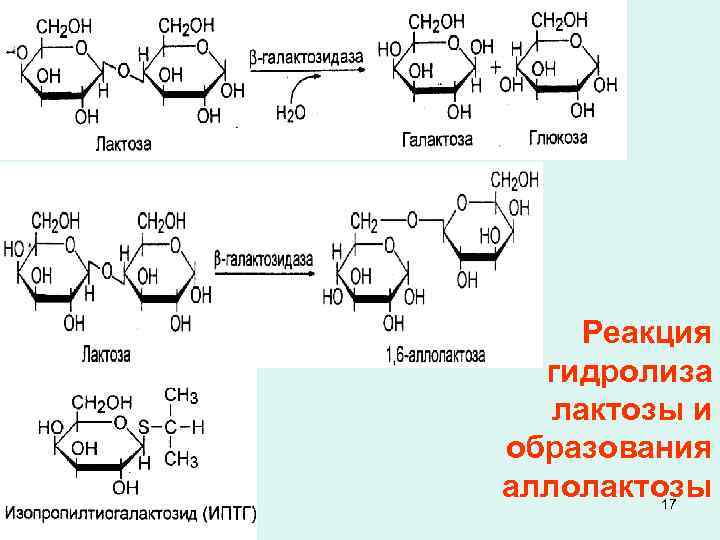  • Реакция гидролиза лактозы и образования аллолактозы 17 