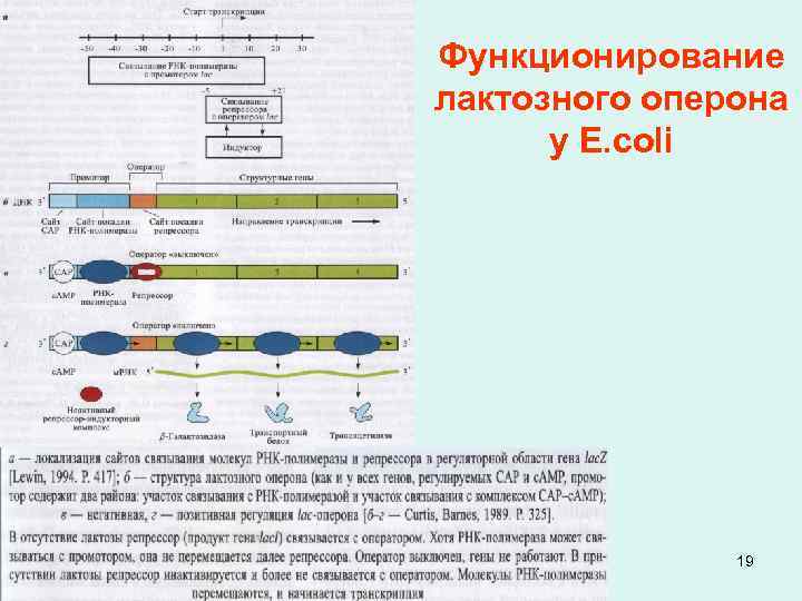 Схема строения оперонов бактерий