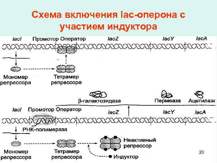 Схема включения lac-оперона с участием индуктора 20 