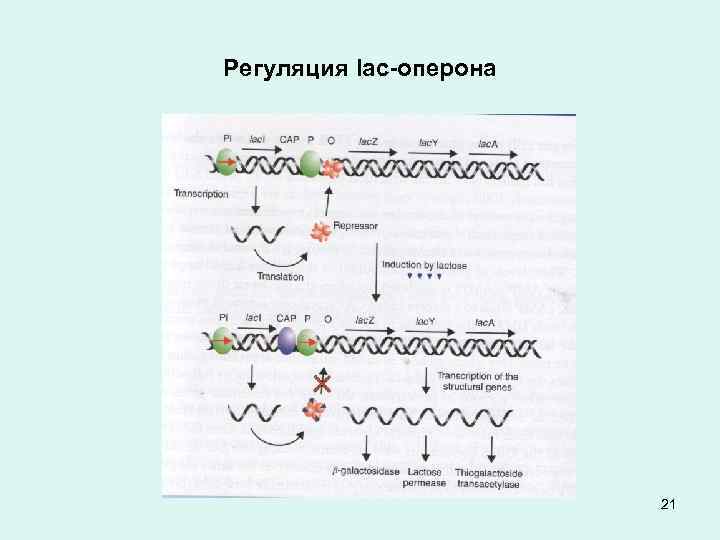 Регуляция lac-оперона 21 