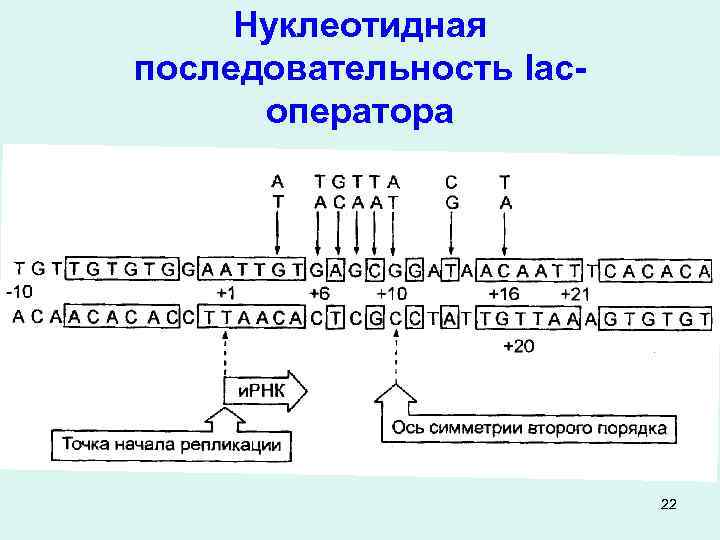 Нуклеотидная последовательность lacоператора 22 