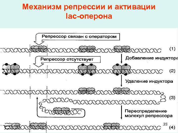 Механизм репрессии и активации lac-оперона 23 