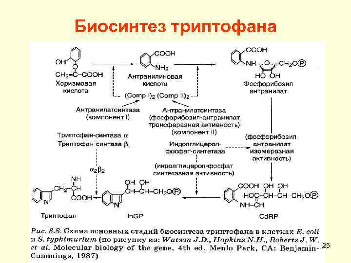 Биосинтез триптофана 25 