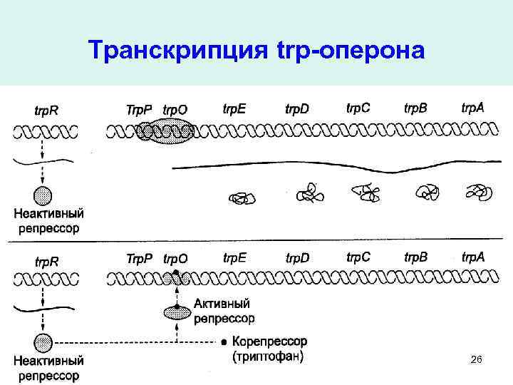 Транскрипция trp-оперона 26 