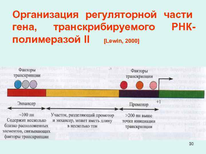 Организация регуляторной части гена, транскрибируемого РНКполимеразой II [Lewin, 2000] 30 