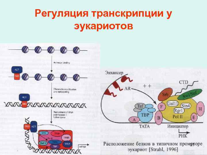 Обмен веществ у эукариот