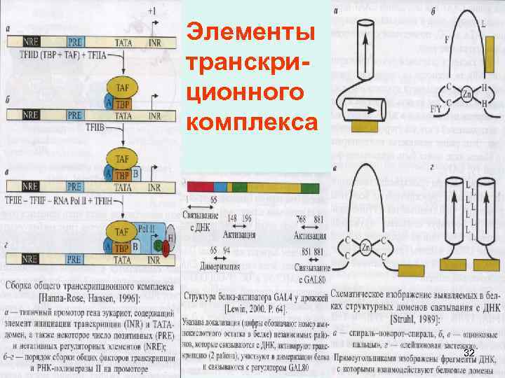 Элементы транскриционного комплекса 32 