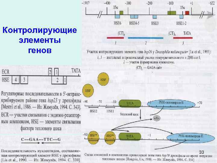 Контролирующие элементы генов 33 