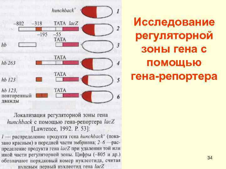 Исследование регуляторной зоны гена с помощью гена-репортера 34 