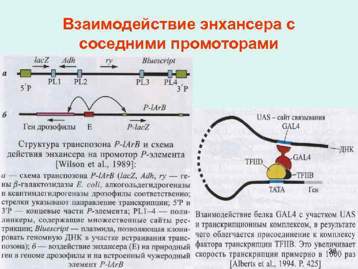 Взаимодействие энхансера с соседними промоторами 36 