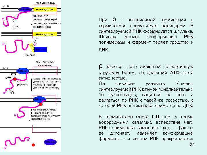 При ρ - независимой терминации в терминаторе присутствует палиндром. В синтезируемой РНК формируется шпилька.