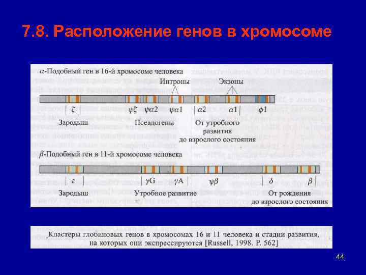 Линейное расположение генов в хромосоме. Схема расположения генов в хромосоме. Расположение Гена в хромосоме. Расположение генов в хромосомах. Изменение сочетания генов в хромосомах