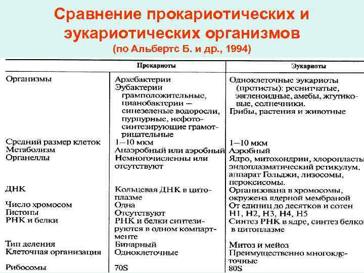 Сравнение прокариотических и эукариотических организмов (по Альбертс Б. и др. , 1994) 5 