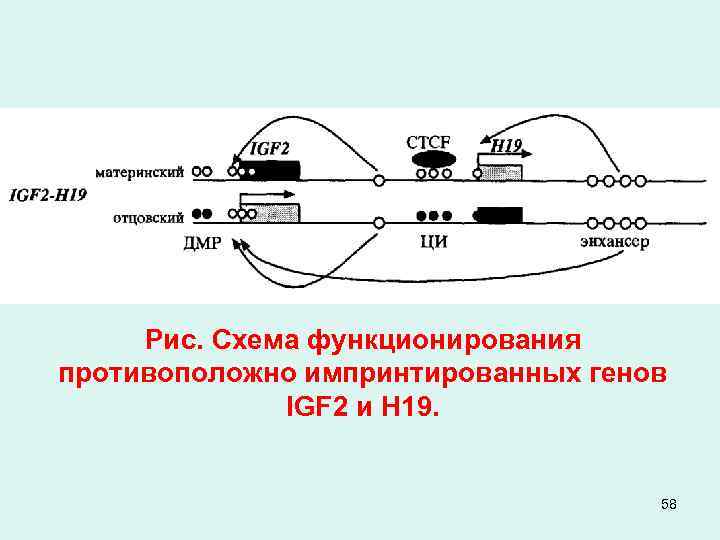 Рис. Схема функционирования противоположно импринтированных генов IGF 2 и Н 19. 58 