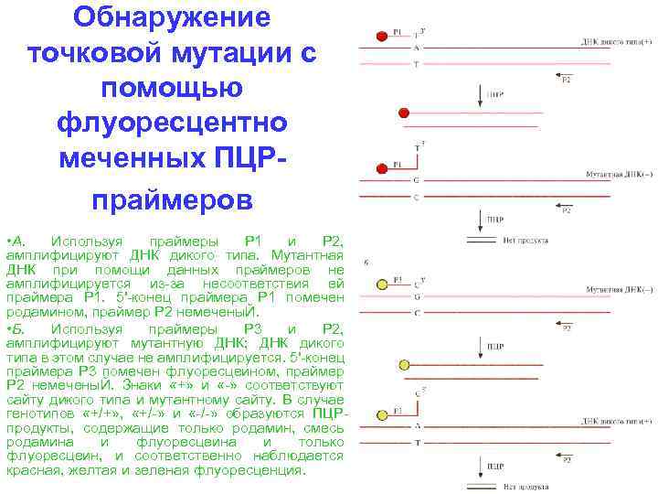 Обнаружение точковой мутации с помощью флуоресцентно меченных ПЦР праймеров • А. Используя праймеры Р