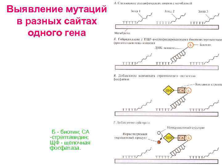 Выявление мутаций в разных сайтах одного гена Б биотин; СА стрептавидин; ЩФ щелочная фосфатаза.