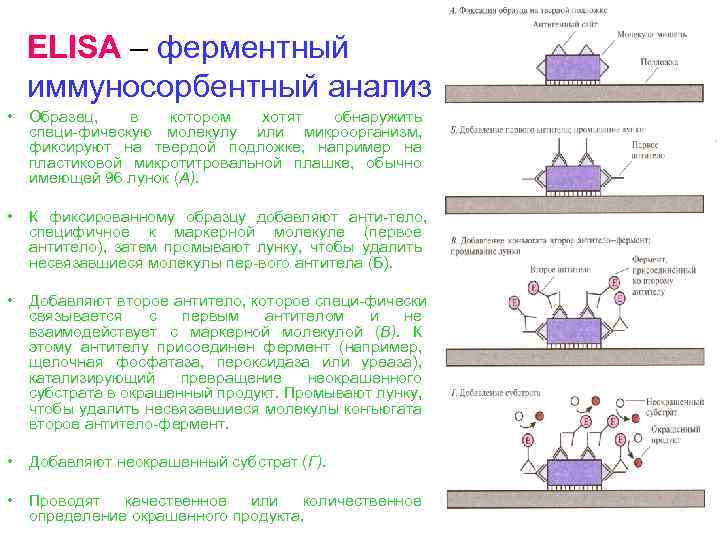 ELISA – ферментный иммуносорбентный анализ • Образец, в котором хотят обнаружить специ фическую молекулу