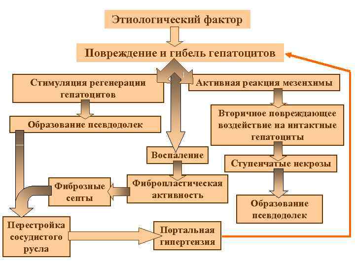 Этиологический фактор Повреждение и гибель гепатоцитов Стимуляция регенерации гепатоцитов Активная реакция мезенхимы Вторичное повреждающее