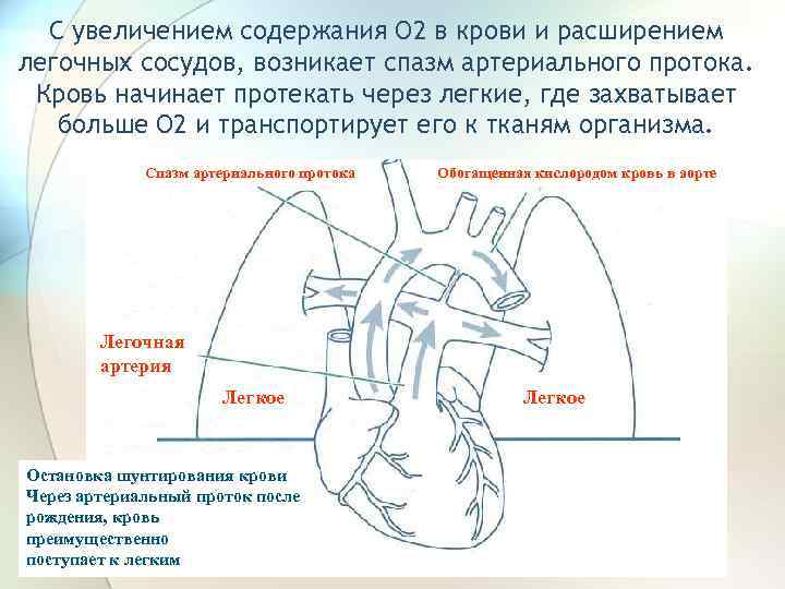 С увеличением содержания О 2 в крови и расширением легочных сосудов, возникает спазм артериального