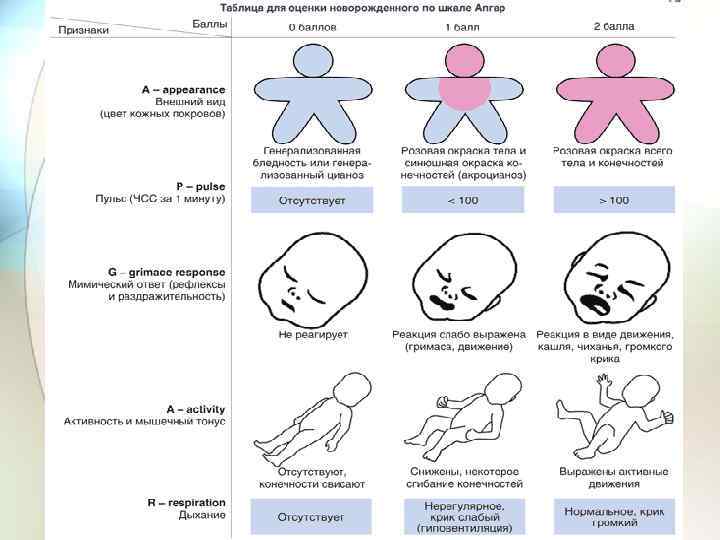 Схемы новорожденных