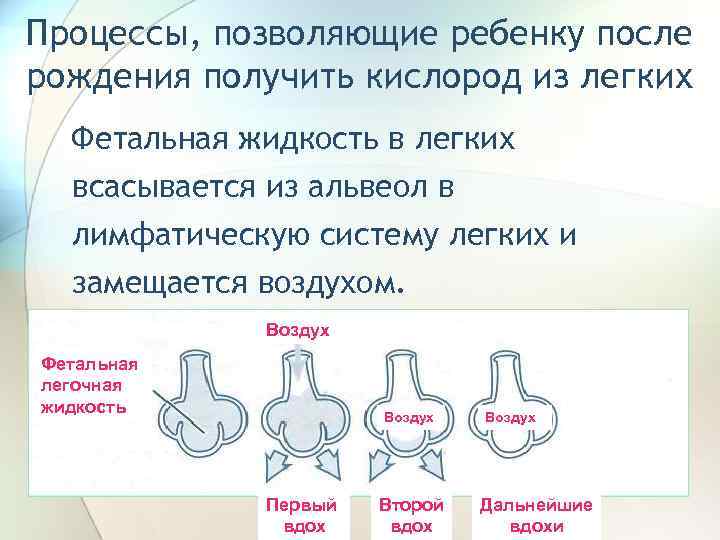 Процессы, позволяющие ребенку после рождения получить кислород из легких Фетальная жидкость в легких всасывается