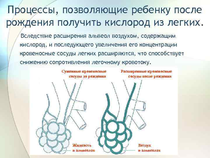 Процессы, позволяющие ребенку после рождения получить кислород из легких. Вследствие расширения альвеол воздухом, содержащим