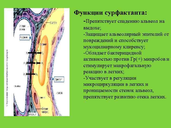 Слипанию стенок альвеол препятствует