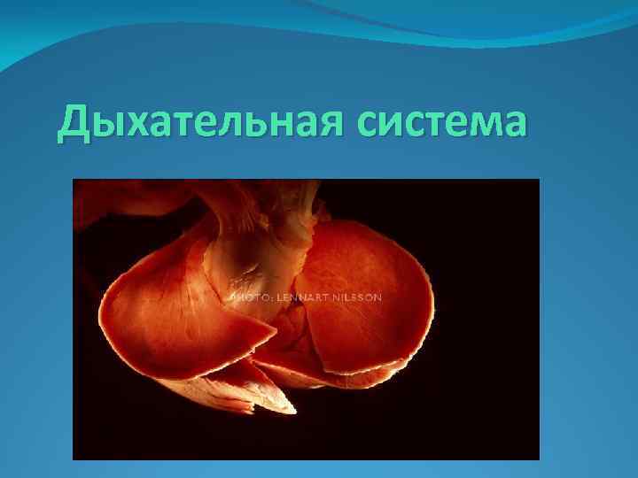 Дыхательная система 