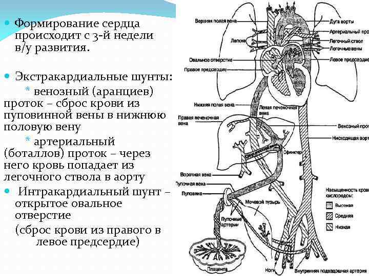 Венозный проток