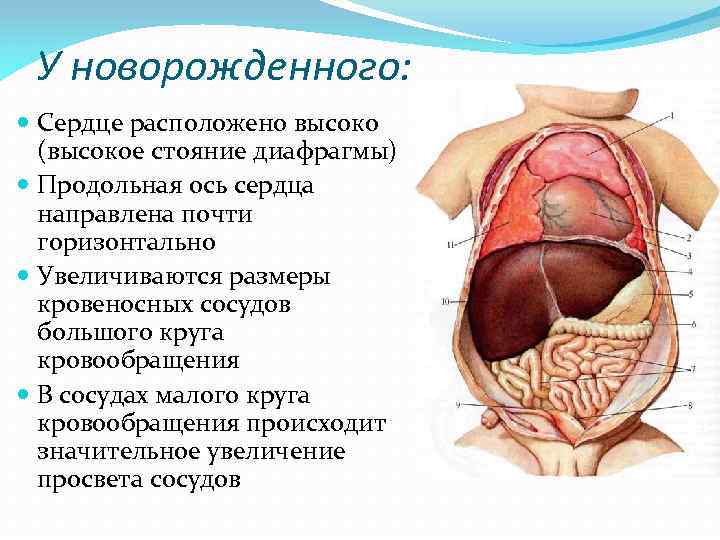 У новорожденного: Сердце расположено высоко (высокое стояние диафрагмы) Продольная ось сердца направлена почти горизонтально