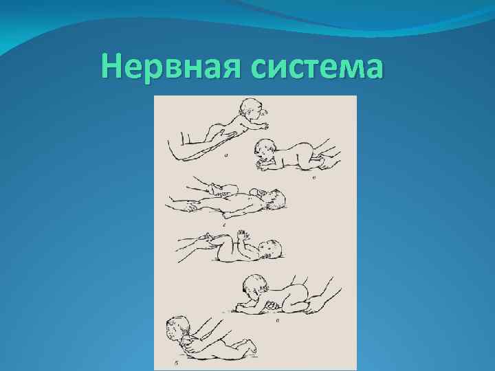 Нервная система 