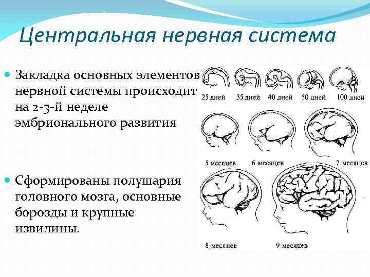 Физиологические особенности новорожденного ребенка