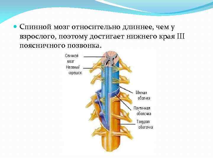  Спинной мозг относительно длиннее, чем у взрослого, поэтому достигает нижнего края III поясничного