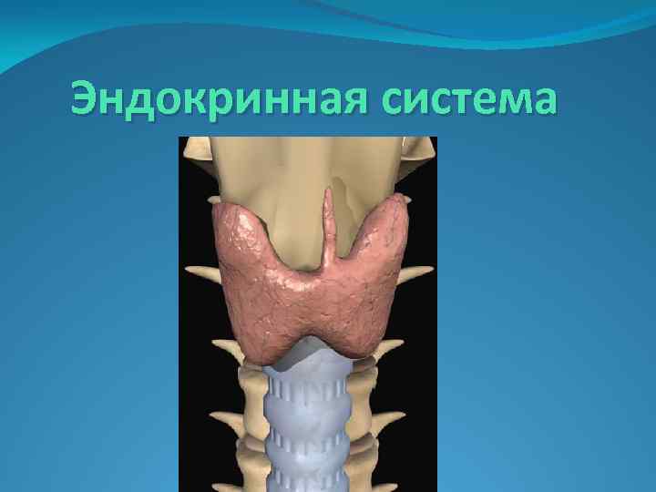 Эндокринная система 