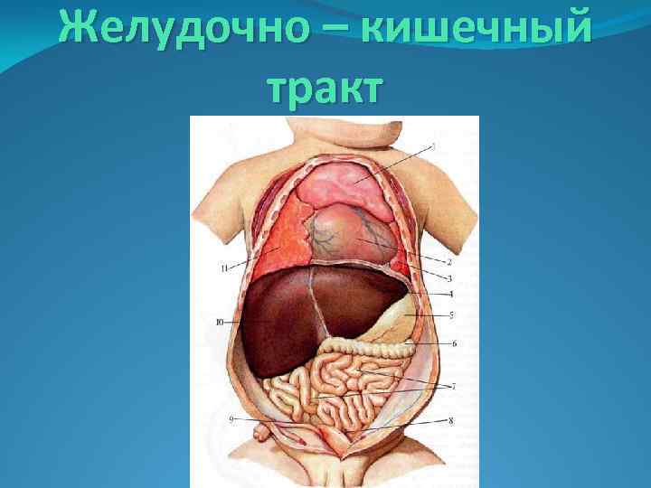 Желудочно – кишечный тракт 