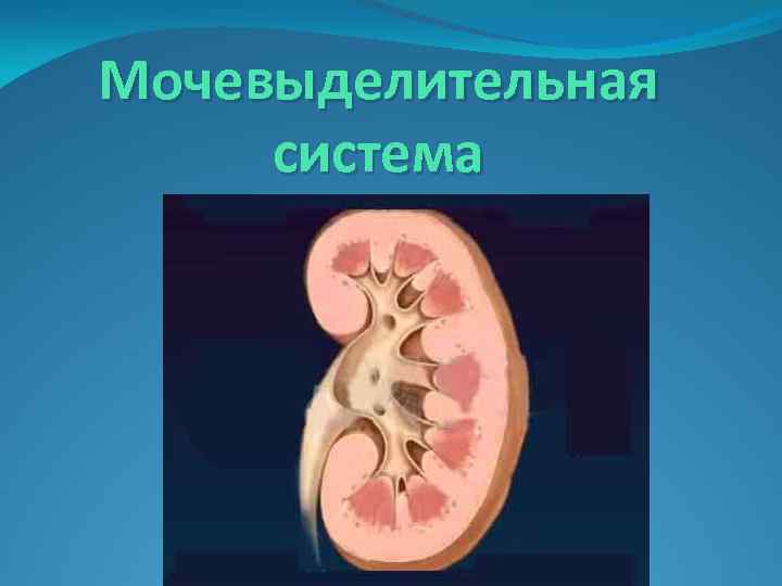 Мочевыделительная система 