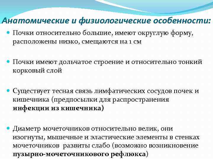 Анатомические и физиологические особенности: Почки относительно большие, имеют округлую форму, расположены низко, смещаются на