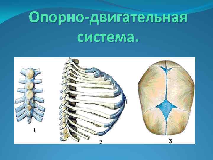Опорно-двигательная система. 