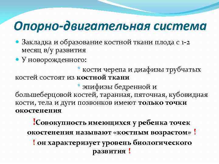 Опорно-двигательная система Закладка и образование костной ткани плода с 1 -2 месяц в/у развития