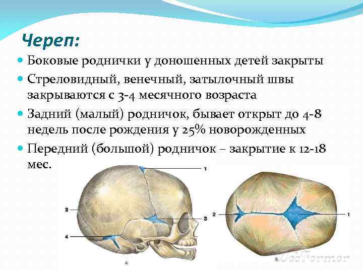 Череп: Боковые роднички у доношенных детей закрыты Стреловидный, венечный, затылочный швы закрываются с 3