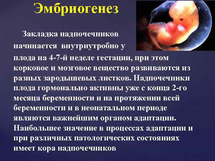 Эмбриогенез Закладка надпочечников начинается внутриутробно у плода на 4 -7 -й неделе гестации, при