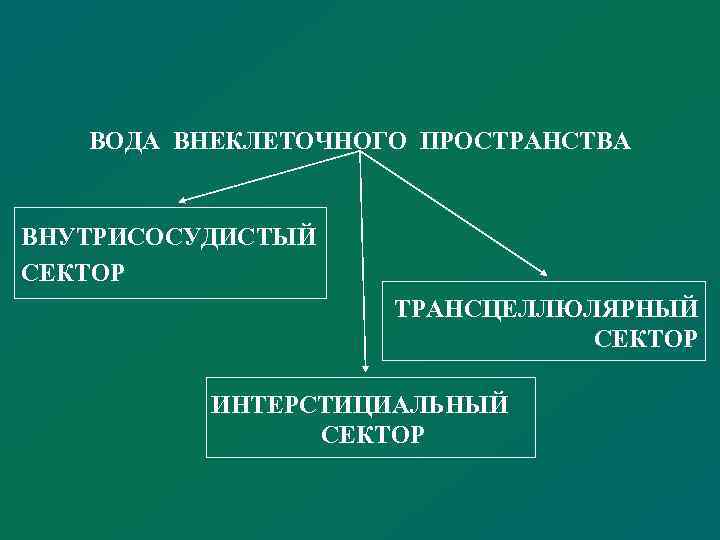 ВОДА ВНЕКЛЕТОЧНОГО ПРОСТРАНСТВА ВНУТРИСОСУДИСТЫЙ СЕКТОР ТРАНСЦЕЛЛЮЛЯРНЫЙ СЕКТОР ИНТЕРСТИЦИАЛЬНЫЙ СЕКТОР 