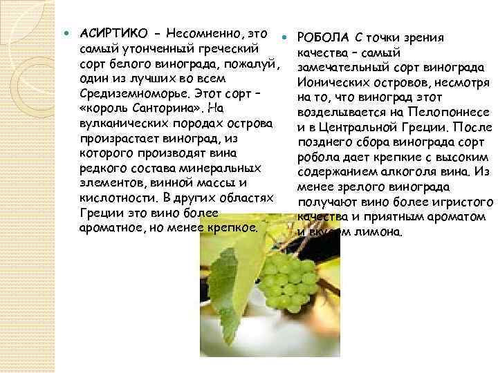  АСИРТИКО - Несомненно, это самый утонченный греческий сорт белого винограда, пожалуй, один из